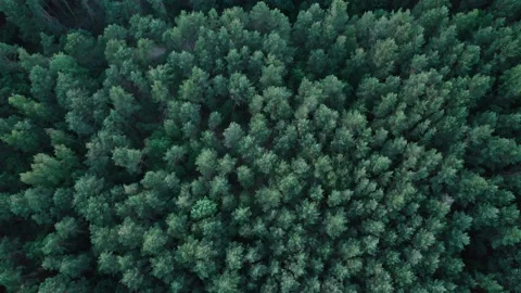 Top view of the rich green trees while gentle sun shining through. 4K Stock Footage 201745825