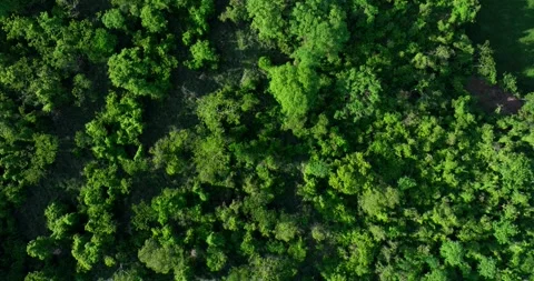 Top view of riparian forest Stock Footage 321954050