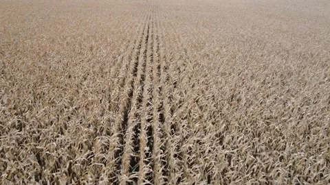 Top view of a ripe corn field Video stock 164121751