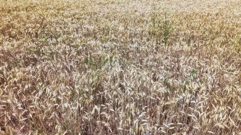 Top view of ripe wheat ears forming natural agricultural texture Stock Footage 336285510