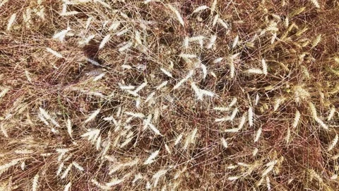 Top view of ripe wheat ears forming natural agricultural texture Stock Footage 336285515