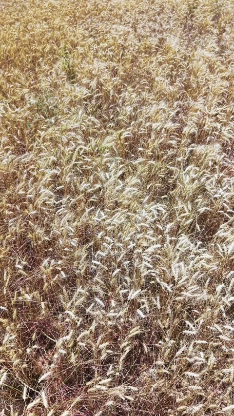 Top view of ripe wheat ears forming natural agricultural texture Stock Footage 336720063