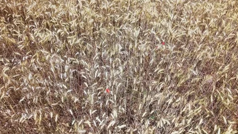 Top view of ripe wheat ears forming natural agricultural texture Stock Footage 336968941