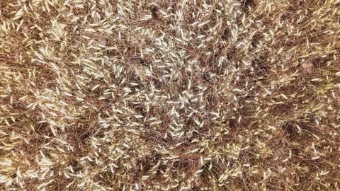 Top view of ripe wheat ears forming natural agricultural texture Stock Footage 337419615