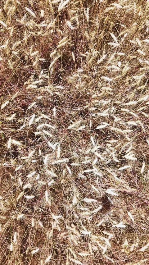 Top view of ripe wheat ears forming natural agricultural texture Stock Footage 337725829