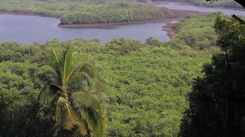 Top view on river in indian jungle Stock Footage 26379495