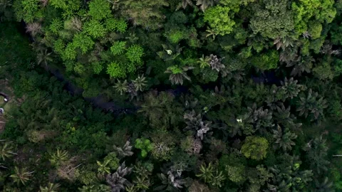 Top View of River in Rainforest, Ubud, Indonesia Stock Footage 135597341