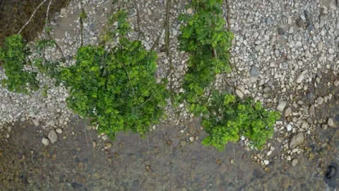 Top view of a riverbed covered in pebbles and dark green leaves Stock Footage 151278617