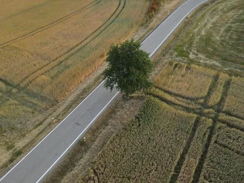 Top view of an road between ripening crop fields in the countryside Foto stock