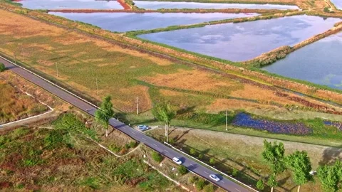 Top view of road cyclists next to a beautiful lake. Natural Park Comana Stock Footage 165059084