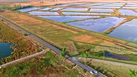 Top view of road cyclists next to a beautiful lake. Natural Park Comana Stock Footage 165059086