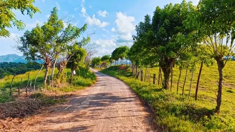 Top view of a road in a forest area. Picturesque landscape. Stock Footage 308473107