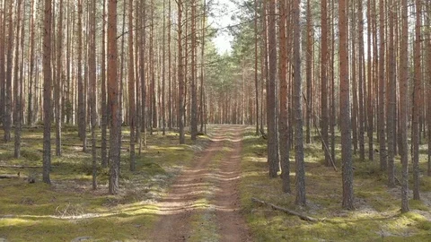 Top view of the road in a pine forest Video stock 117047224