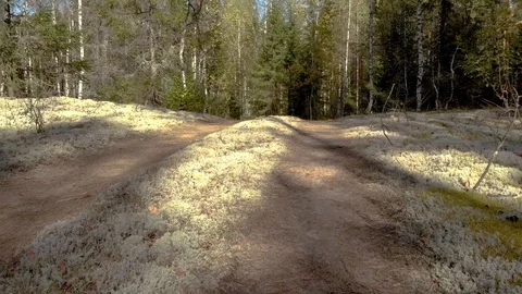Top view of the road in a pine forest Stock Footage 117050549