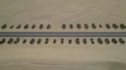 Top view of the road through the desert with palm trees on the sides Stock Footage 263698574