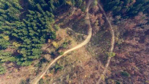 Top view of a road through forest. Stock Photos