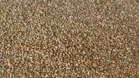 Top View of Roasted Cumin Seeds Texture Video Clip Video stock 331764569