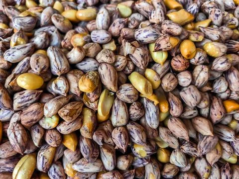 Top view of roasted Tiger beans peanut. Tiger stripe beans. Tiger pattern n.. Stock Photos