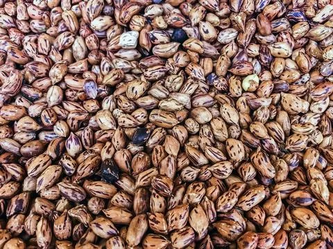 Top view of roasted Tiger beans peanut. Tiger stripe beans. Tiger pattern n.. Stock Photos