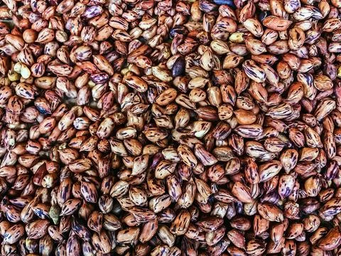 Top view of roasted Tiger beans peanut. Tiger stripe beans. Tiger pattern n.. Stock Photos