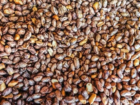 Top view of roasted Tiger beans peanut. Tiger stripe beans. Tiger pattern n.. Stock Photos