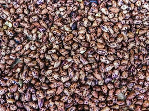 Top view of roasted Tiger beans peanut. Tiger stripe beans. Tiger pattern n.. Stock Photos