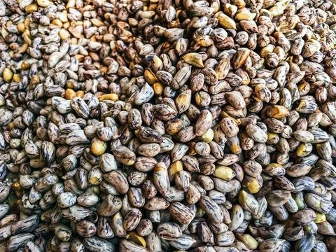 Top view of roasted Tiger beans peanut. Tiger stripe beans. Tiger pattern n.. Stock Photos