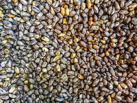 Top view of roasted Tiger beans peanut. Tiger stripe beans. Tiger pattern n.. Stock Photos