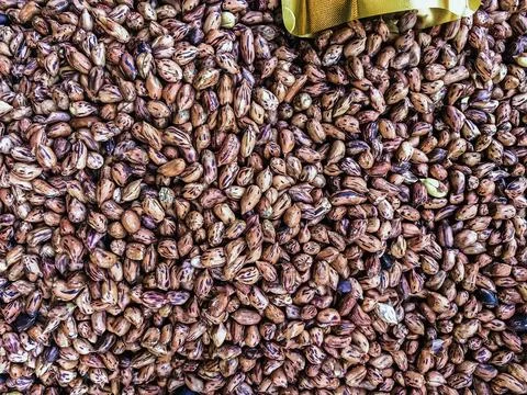 Top view of roasted Tiger beans peanut. Tiger stripe beans. Tiger pattern n.. Stock Photos