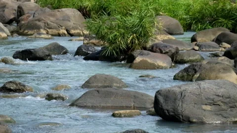 Top view of a rocky mountain river overgrown with green plants Video stock 336763346