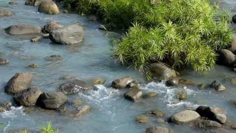Top view of a rocky mountain river overgrown with green plants Video stock 336763349