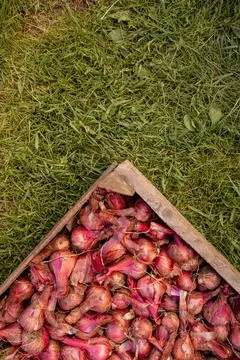 Top view of root vegetables and vegetables onion and garlic. harvest fresh Stock Photos