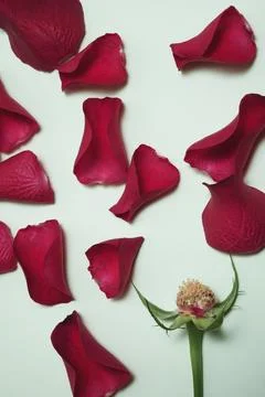 Top view of a rose bud without petals and red petals randomly scattered over a Stock Photos