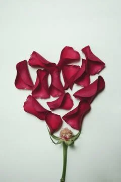 Top view of a rose bud without petals and red petals scattered in heart shape Stock Photos