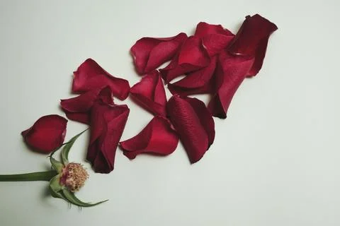 Top view of a rose stem without any petals and red petals scattered over a blue Stock Photos