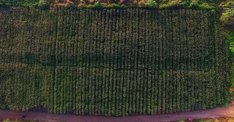 Top view of Roselle flowers fields  Stock Footage 74634712