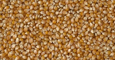 Top view of a rotating, dried corn kernel as background texture. Stock Footage 321064234