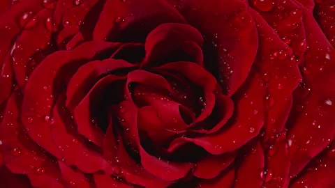 Top view rotating rose, spa and aromatherapy concept. Stock Footage 328729097