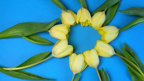 Top view of rotating yellow tulips laid out in a circle on a blue background. Stock Footage 173358173