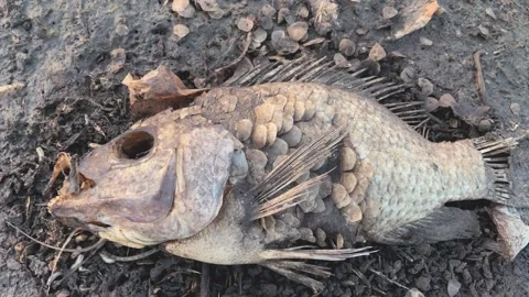 The top-view of rotting and dead fish carcasses on the sand Stock-Footage 262965149