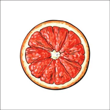 Top view round slice, half of ripe grapefruit, red orange Stock Illustration