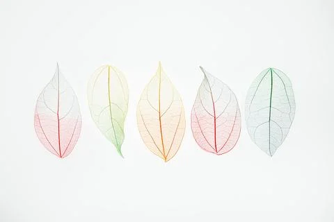 Top view row of multicolor, transparent leaves skeleton with a beautiful texture Stock Photos