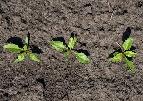 Top view of a row of sugar beet sprouts Stock Photos