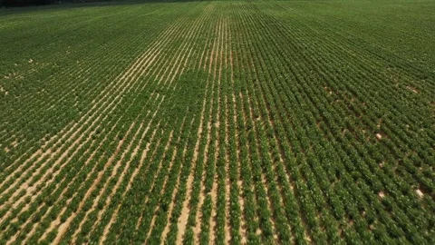 Top view of the rows of green flowering potatoes, flowering potato fields Stock Footage 245498226