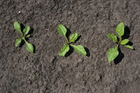 Top view of rows of sprouts of sugar beet leaves in the field Stock Photos