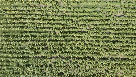 Top view of the rows of sunflowers on the field from a great height Video stock 97336799