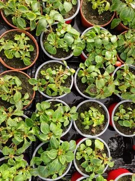 Top view of rows of young balsam seedlings in round pots in professional Stock Photos