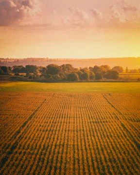 Top view to the rows of young corn in an agricultural field at sunset or su.. Stock Photos
