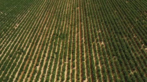 Top view of the rows of young flowering potatoes, blooming potato fields Stock Footage 245498272
