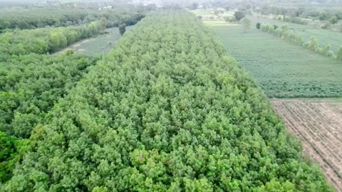 Top view of  rubber plantation. Video stock 136719464